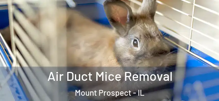 Air Duct Mice Removal Mount Prospect - IL